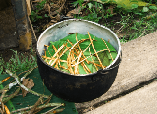 The rise in ayahuasca tourism is colonising wellness
