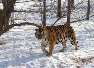 International Tiger Day 2025: Like the Sundarbans’ Dakshin Rai and western India’s Waghoba, ‘Amba’ lords over the Russian Far East’s taiga An Amur or Siberian tiger in the snowEzequias Farias via iStock