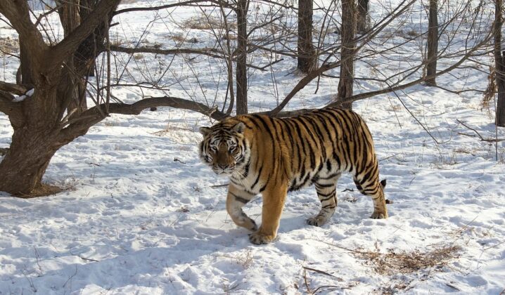 An Amur or Siberian tiger in the snowEzequias Farias via iStock