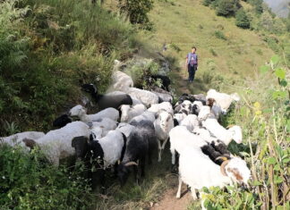 The Indigenous tradition sustaining Nepal’s alpine pastures amid climate change