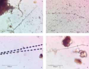 Feather fragments from Bad Dürrenberg: A) unidentified barbule; B) waterfowl—probably goose (Anserinae)—barbule with its diagnostic triangular nodes; C) songbird (Passeriformes) barbules; D) Galliformes-type barbule. Credit: Tuija Kirkinen