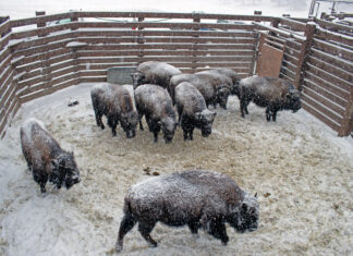 Navajo Nation receives 11 ‘ayání from Denver