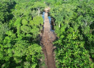 All new roads lead to increased deforestation in Ecuador’s Indigenous territory