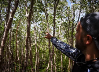 Caring for Country means First Nations are at the heart of decision making Indigenous Elder Uncle Bill Nicholson Jr Caring for Country First Nations.