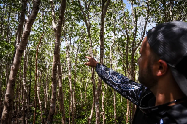 Indigenous Elder Uncle Bill Nicholson Jr Caring for Country First Nations.